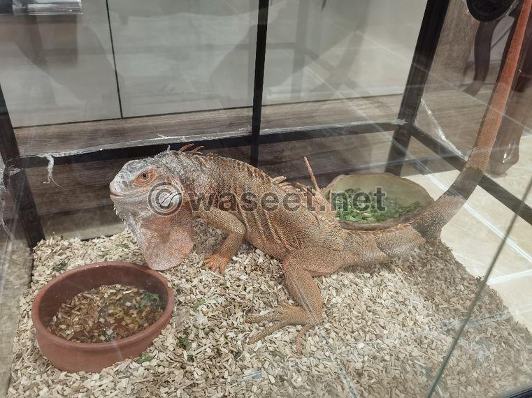 For sale a red iguana 0