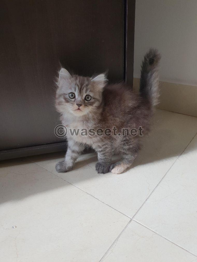 Persian cats for sale 0