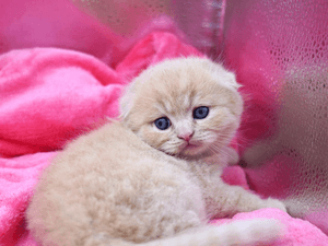 Scottish Fold Kitten 