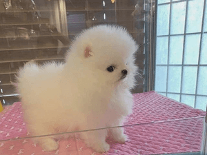  Pomeranian Puppy