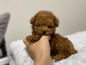 Mini Toy Poodle 