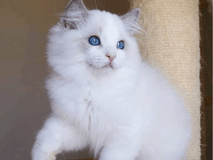Ragdoll  Kitten 