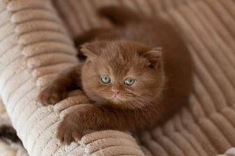 British shorthair kitten available 