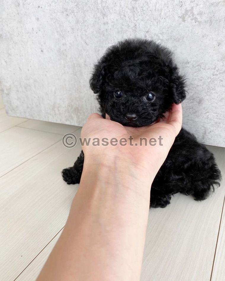 Mini Poodle Puppy  0