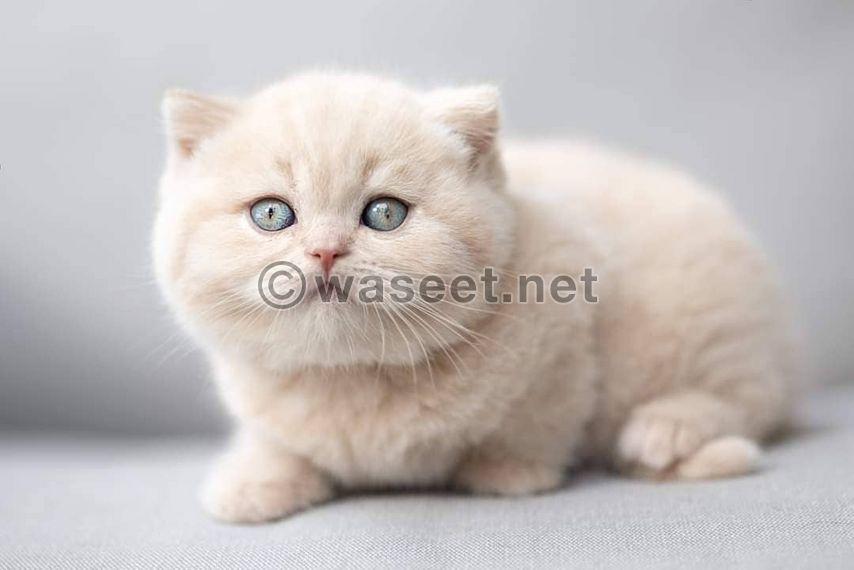 British shorthair kitten available  1