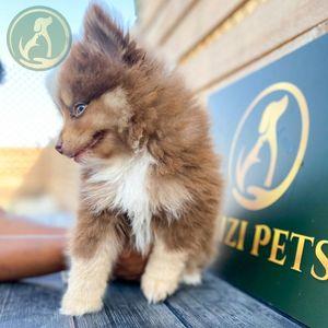 Pomeranian puppy 